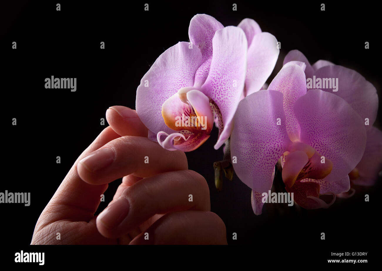 Pink Orchid Flower touched ith female hand on black background studio shot Stock Photo