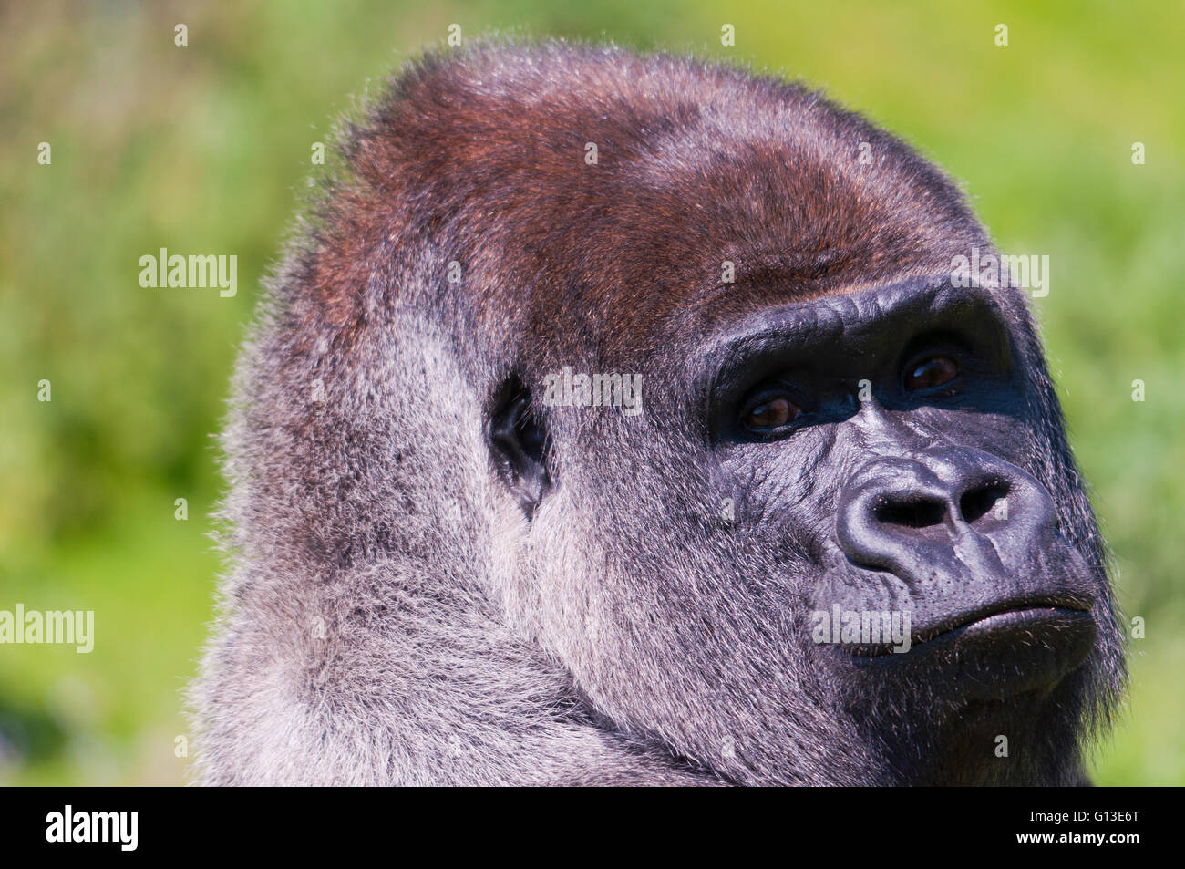 Male Lowland Gorilla Portrait Stock Photo