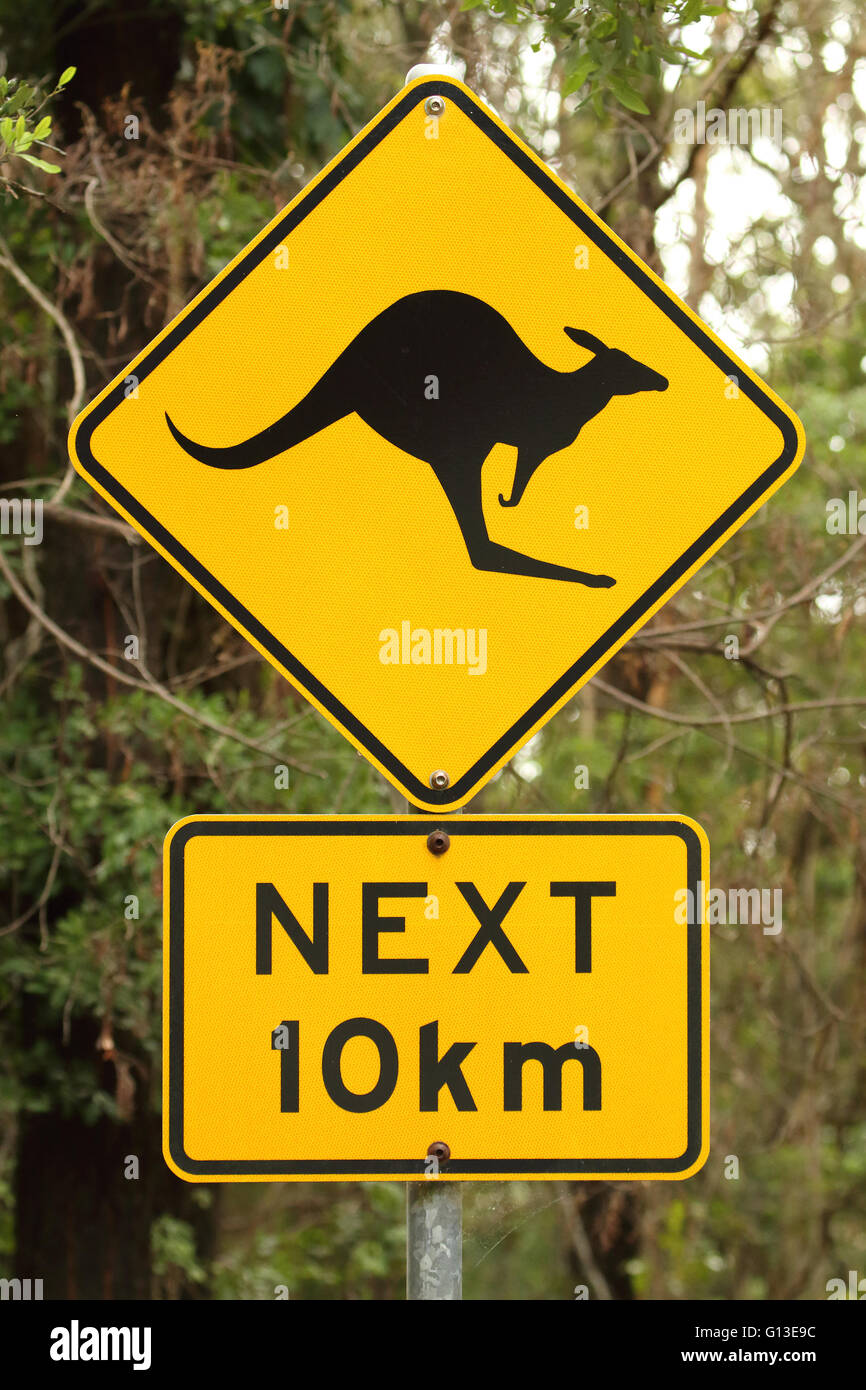 Funny kangaroo australia hi-res stock photography and images - Alamy Funny kangaroo australia hi-res stock photography and images - Alamy
