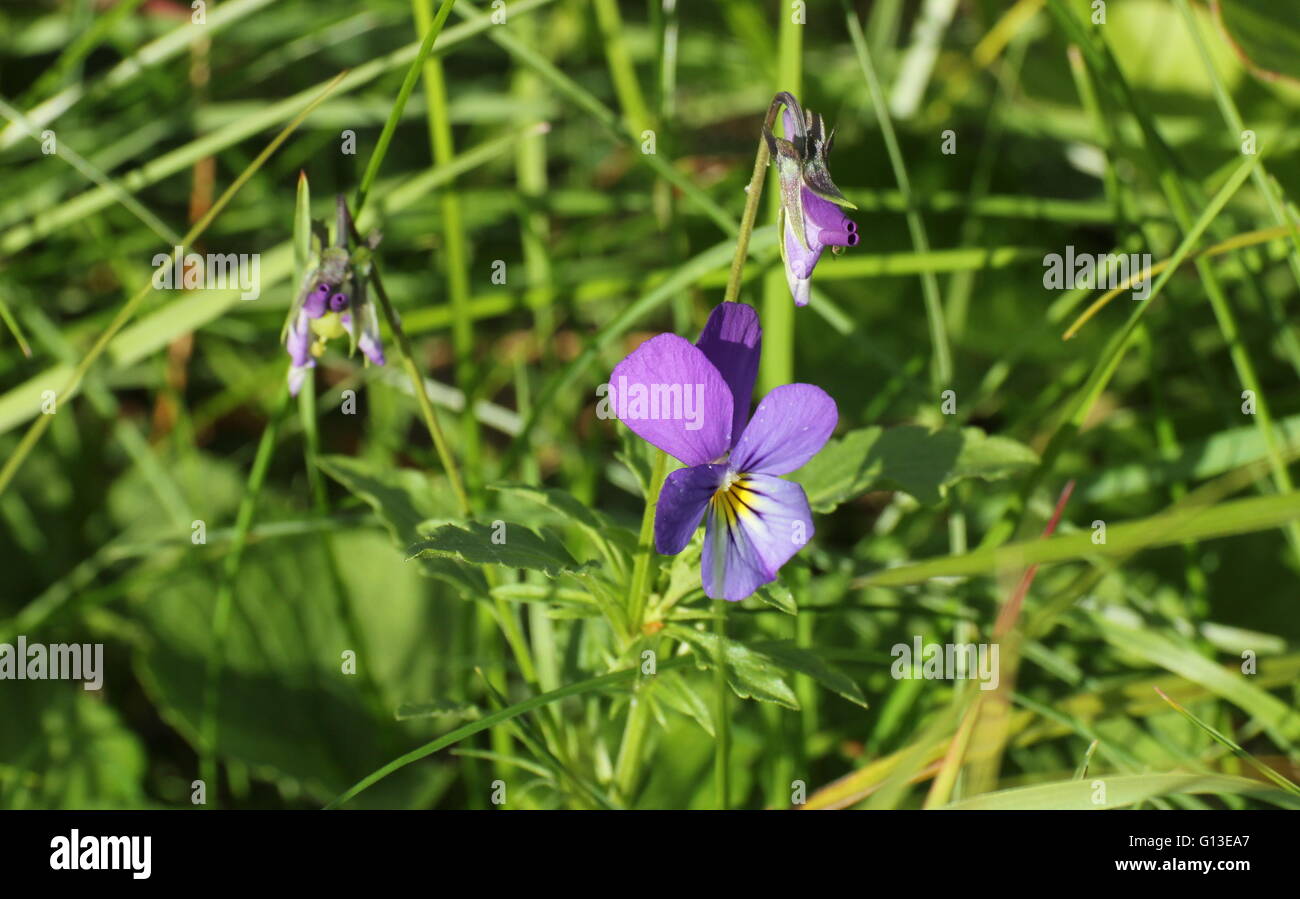 Wild pansy (Viola tricolor) in sunlight. Stock Photo