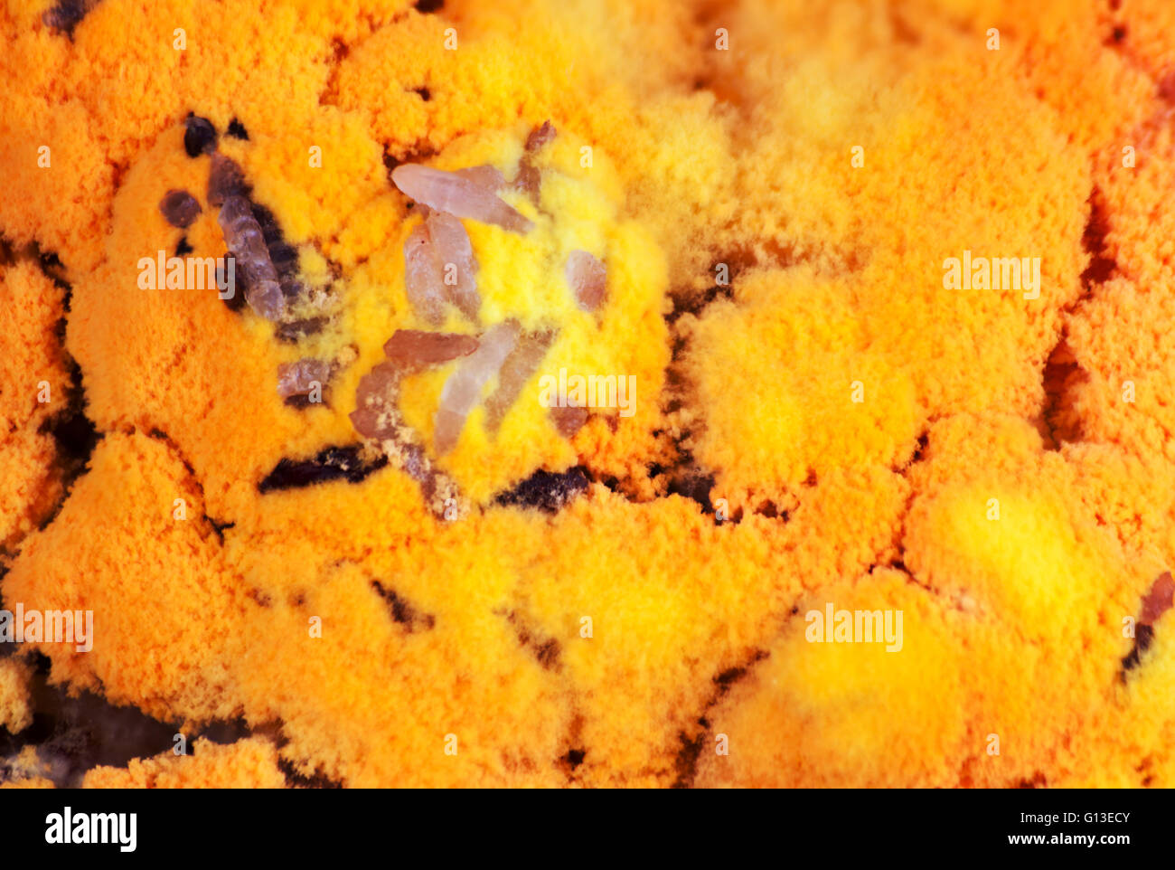 Mold growing rapidly on moldy rice in yellow and orange spores Stock ...