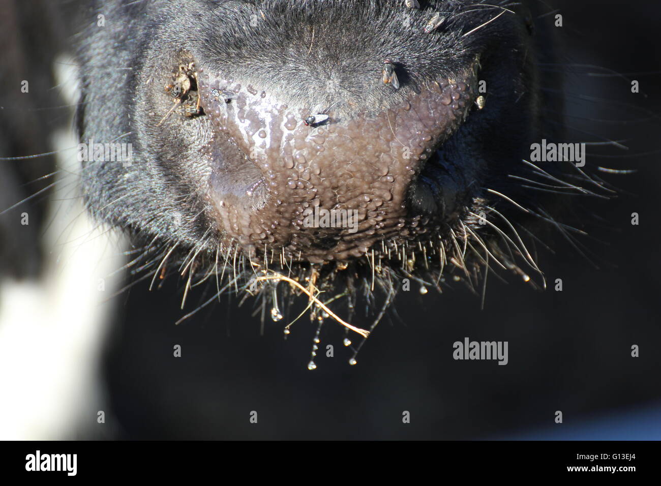 Wet snout of a cow Stock Photo Alamy