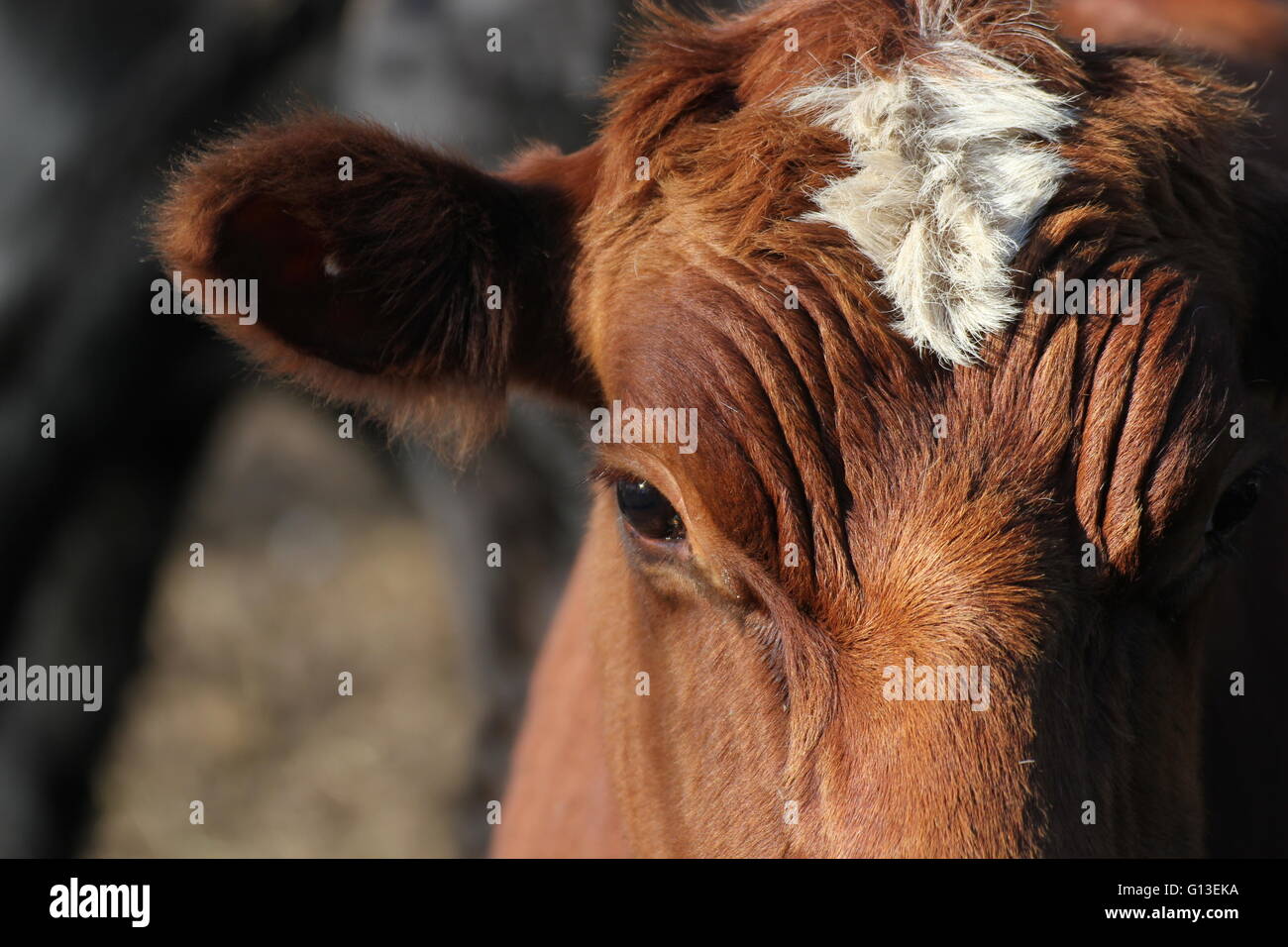 Portrait of a brown cow Stock Photo - Alamy