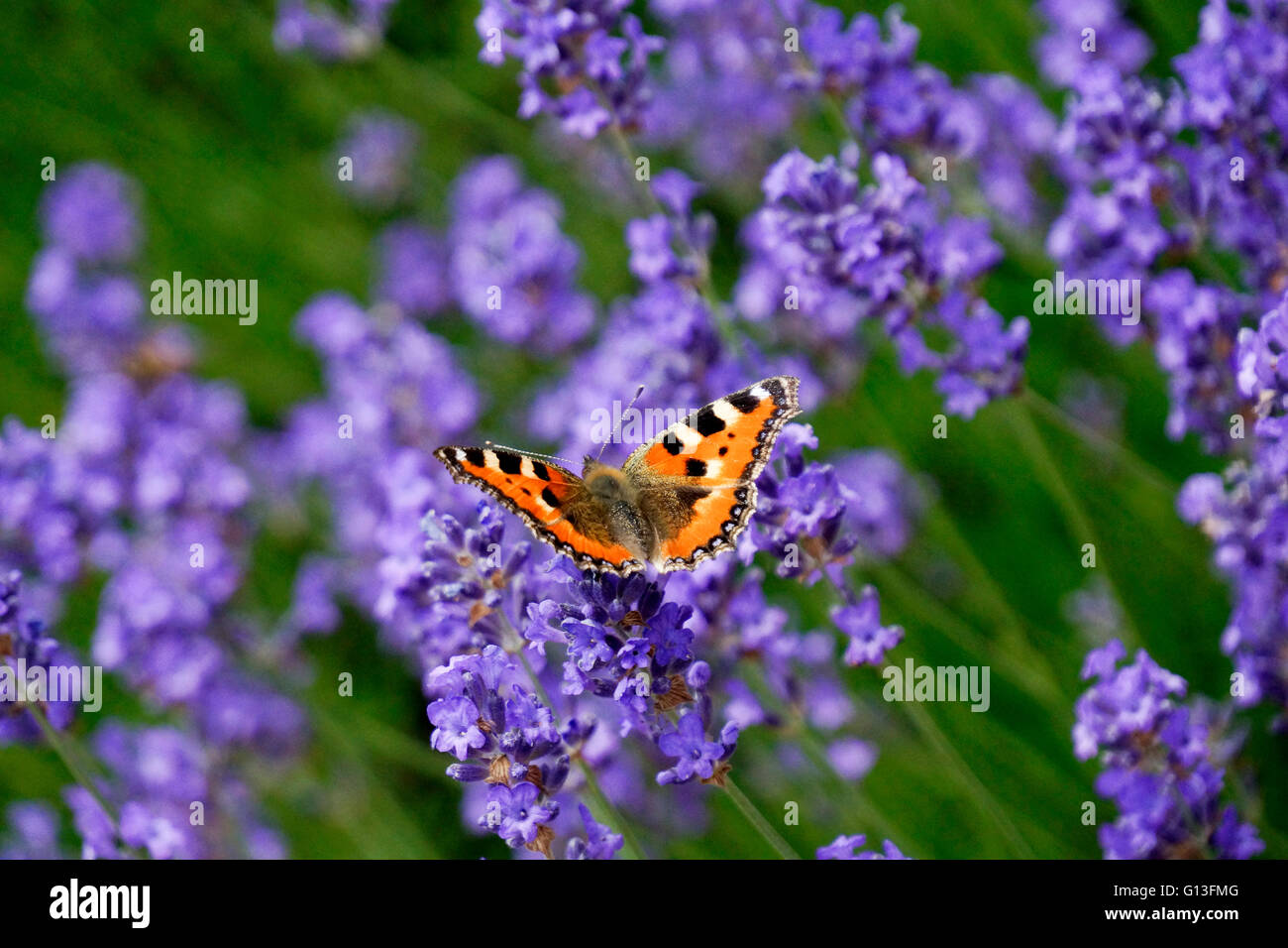 Butterfly on lavender Stock Photo