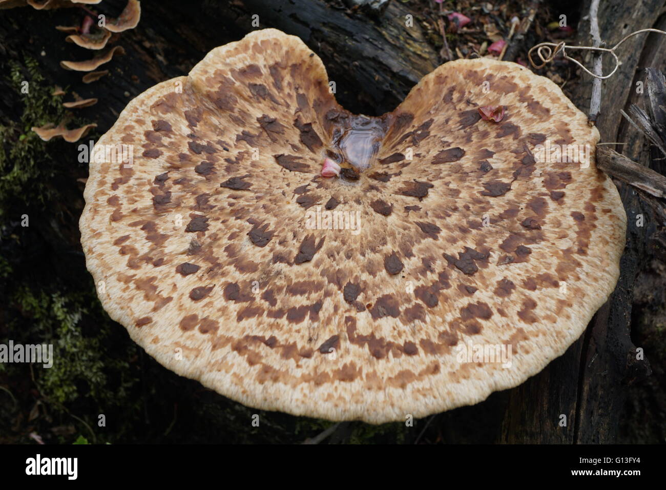 Fungi (Polyporus squamosus) known as Dryad's Saddle ...