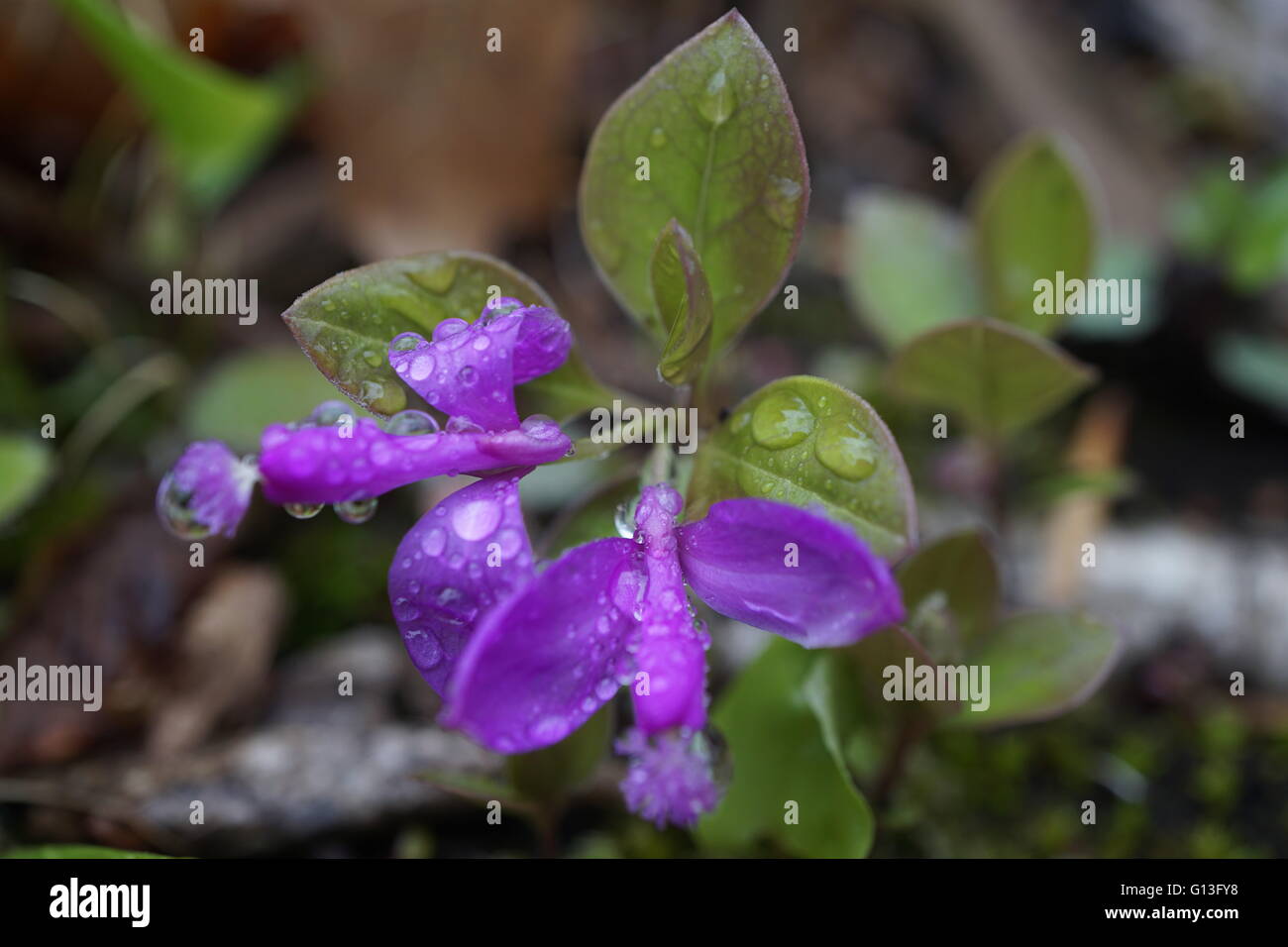 Purple wildflowers hi-res stock photography and images - Alamy