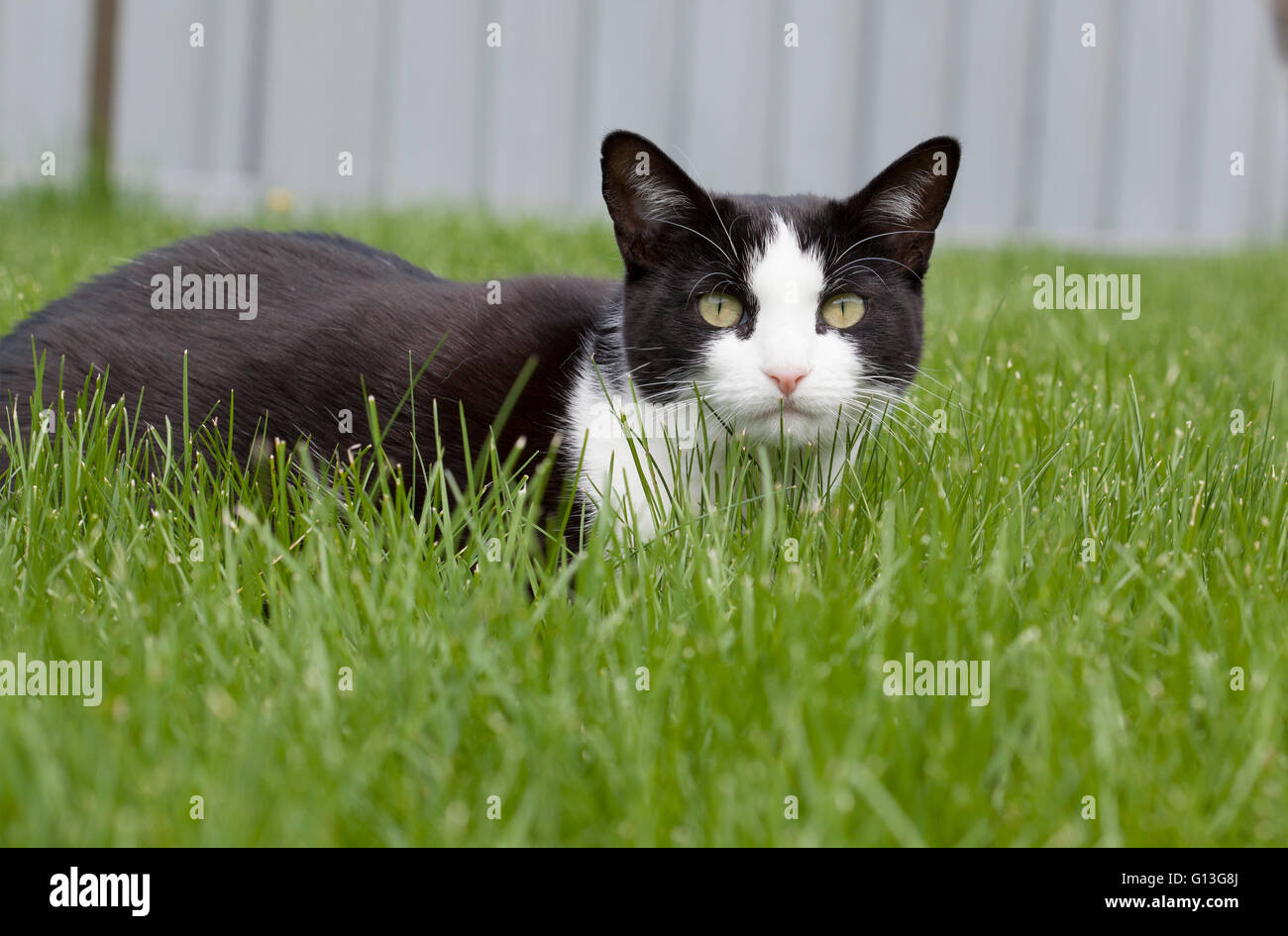 Black cat lying on grass hi-res stock photography and images - Alamy