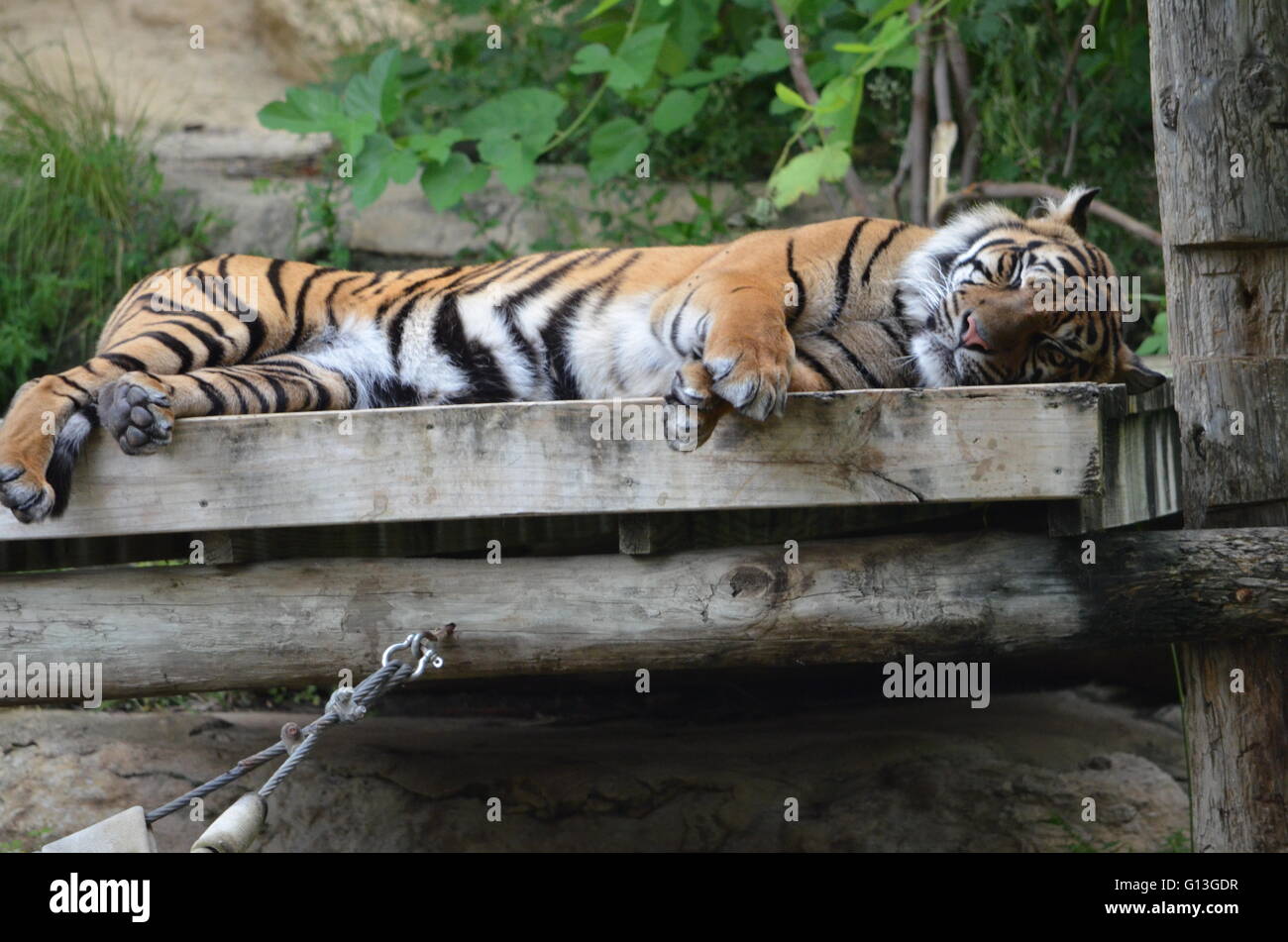 Sumatran Tiger (Panthera Tigris Sumatrae) Sleeping at San Antonio Zoo San Antonio Texas USA Stock Photo