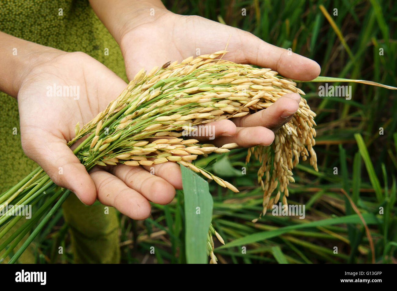 World food security, a global problem, famine at africa, children need to help, poor people need food , kid hand on rice field Stock Photo