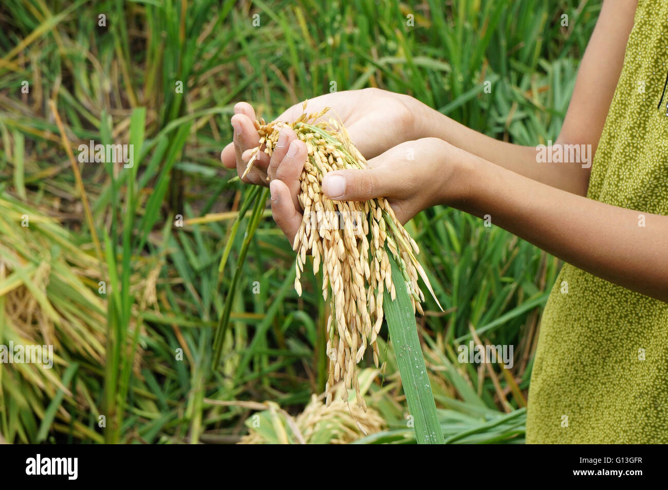 World food security, a global problem, famine at africa, children need to help, poor people need food, kid hand on rice field Stock Photo