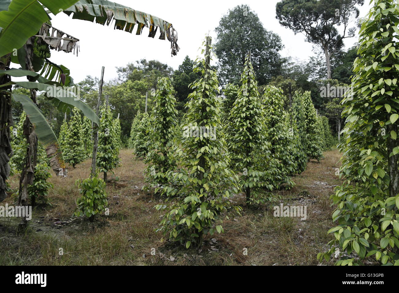 Plantation of black pepper (Piper nigrum) in Sarawak, Malaysia. Stock Photo