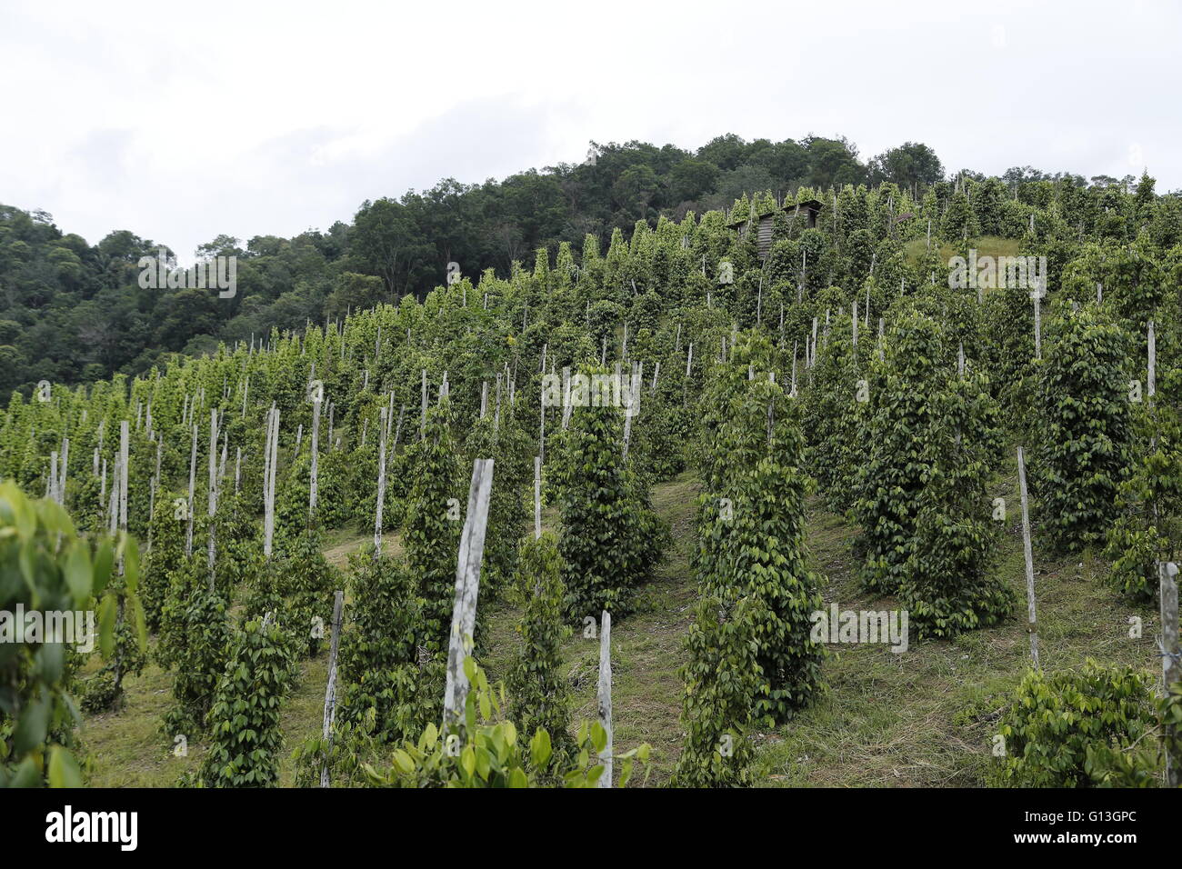 Page 2 Sarawak Pepper High Resolution Stock Photography And Images Alamy