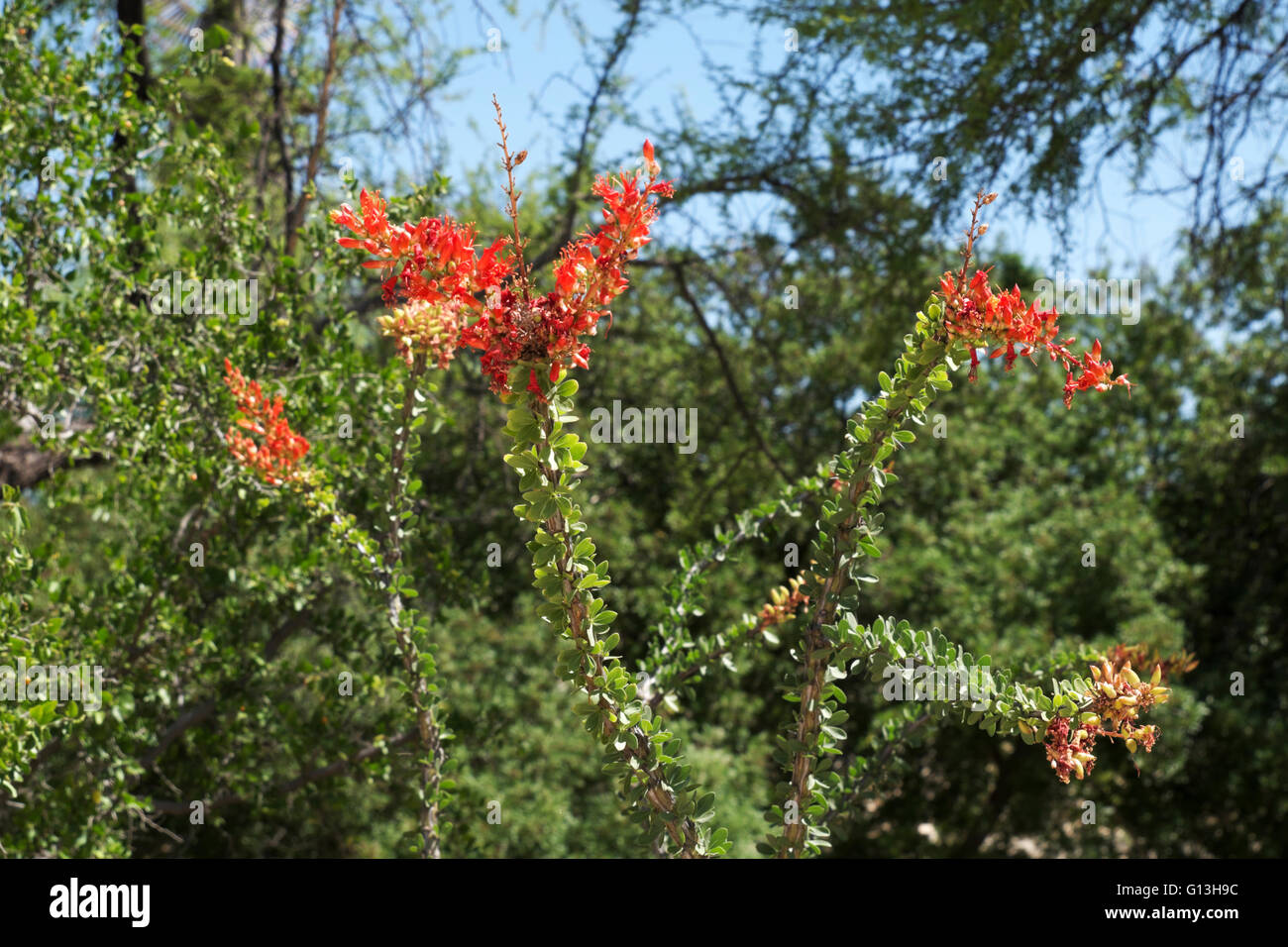 Red blossoms on an Ocotillo plant in the garden at the Judge Roy Bean memorial park in Langtry, Texas, USA. Stock Photo