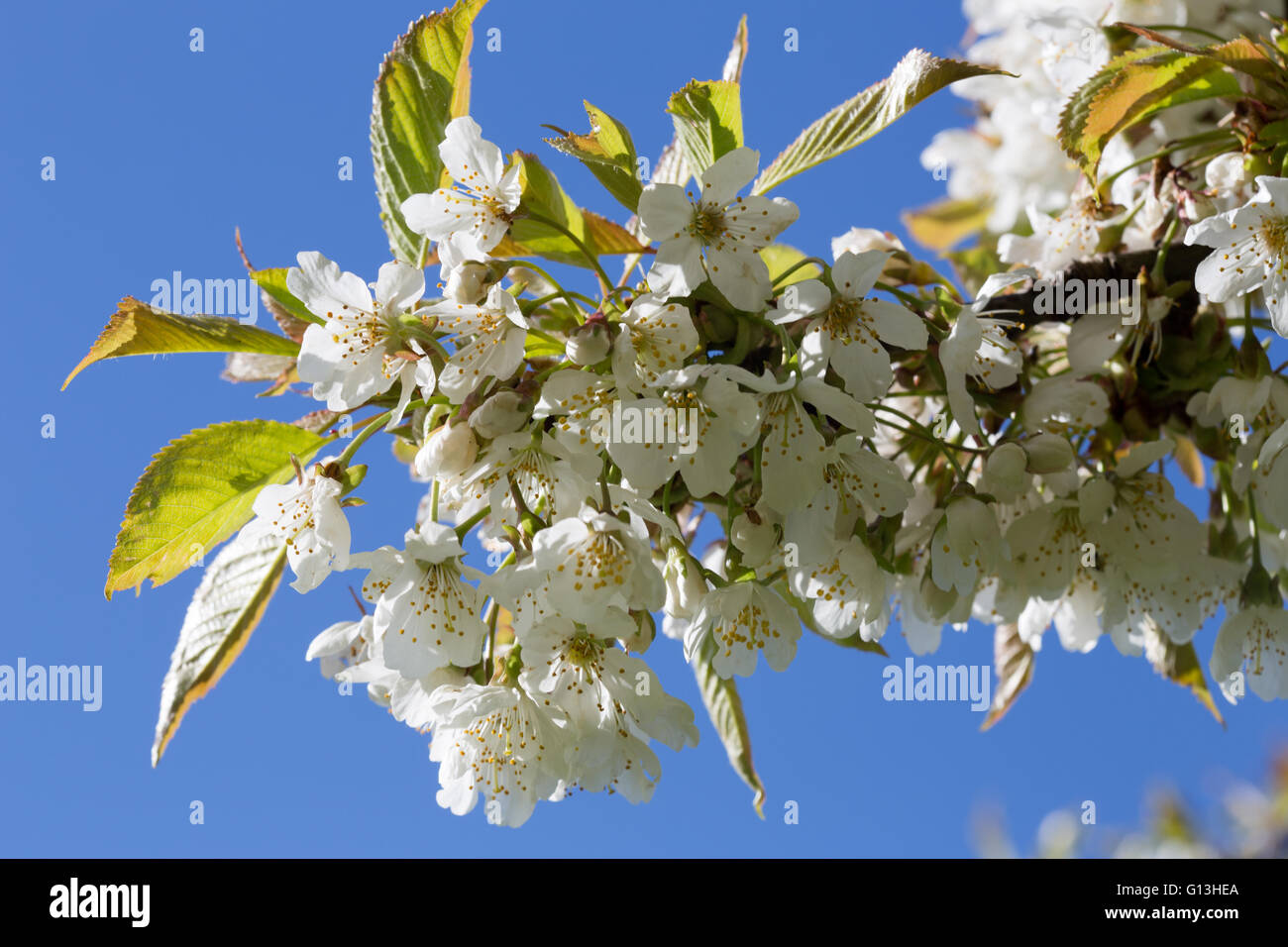 One of the branches of a Common Whitebeam tree, (Sorbus aria), in it's spring bloom taken around Durham, England. Stock Photo