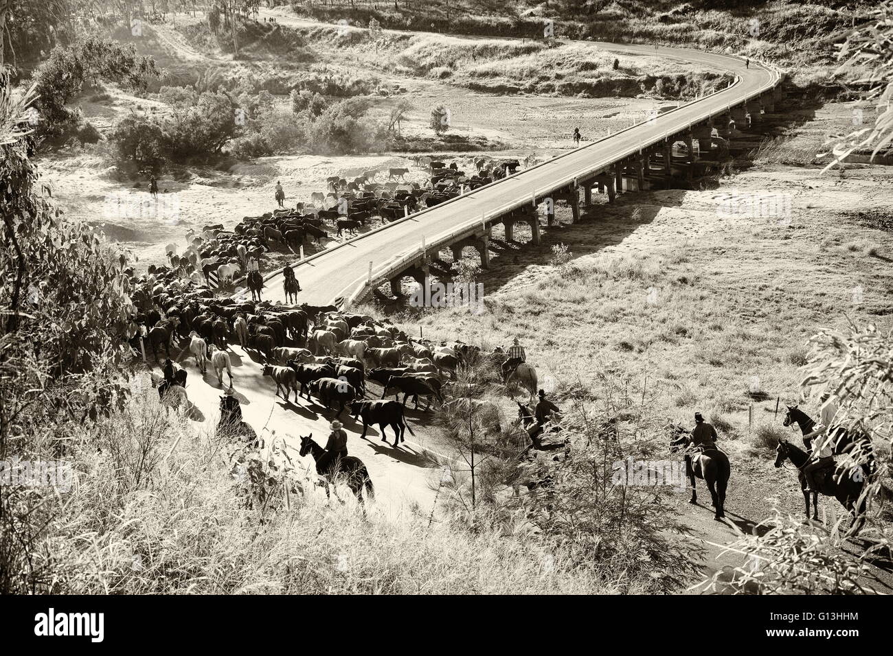 Droving a mob of cattle across the Burnett River near Eidsvold, Queensland, Australia during a cattle drive. Stock Photo