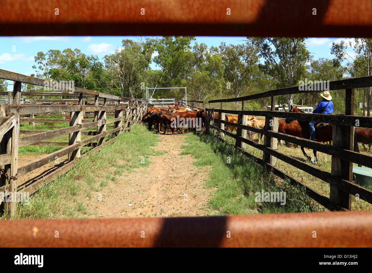 Cattle enter a yard at the Eidsvold Saleyards in Queensland, Australia. Stock Photo