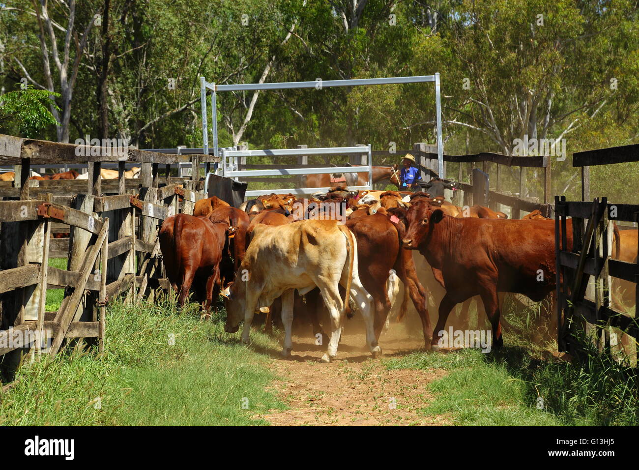 Cattle enter a yard at the Eidsvold Saleyards in Queensland, Australia. Stock Photo