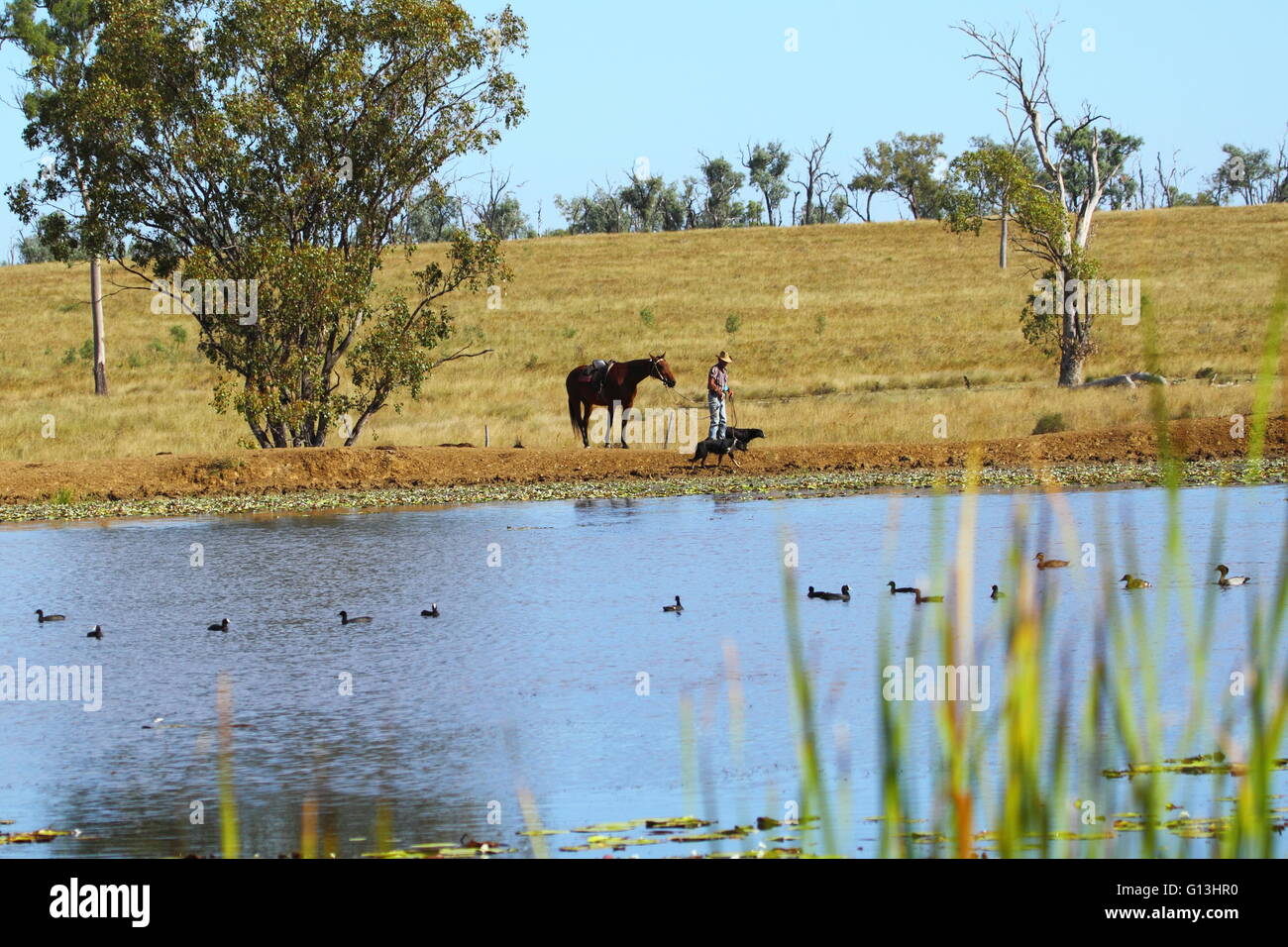 A drover and his two dogs walk alongside a dam on 'Eidsvold Station' near Eidsvold, Queensland, Australia during a cattle drive. Stock Photo