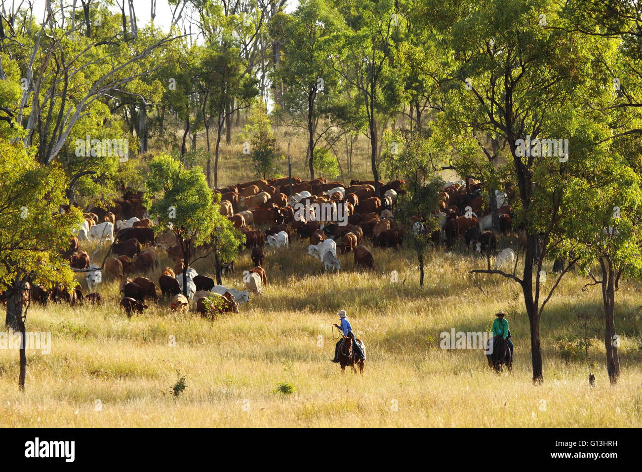 Two drovers guide a cattle mob on 'Eidsvold Station' near Eidsvold, Queensland, Australia during a cattle drive. Stock Photo
