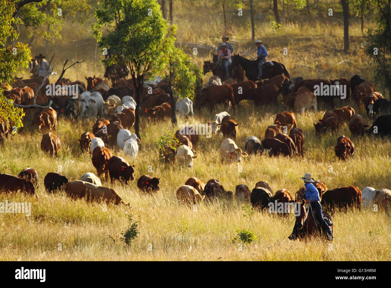 Cowboys cattle drive australia hires stock photography and images Alamy