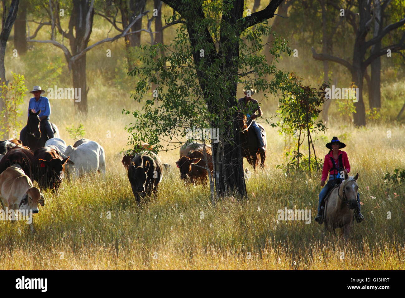 Three drovers guide a cattle mob on 'Eidsvold Station' near Eidsvold