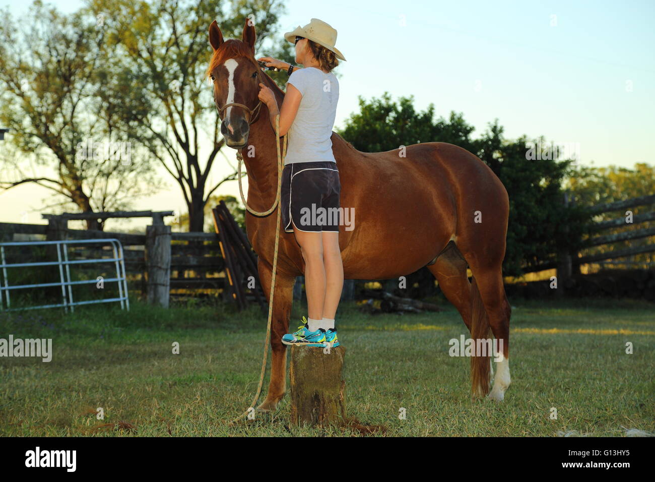 A lady in her thirties stands on a wooden block as she is grooming a chestnut horse using clippers on its mane. Stock Photo