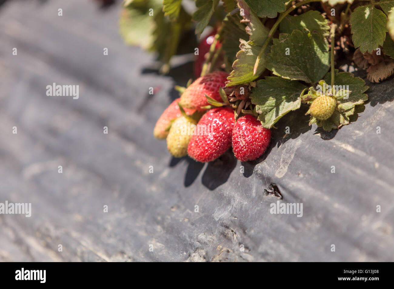 Fresh ripe strawberries grow on a small organic farm in Southern ...