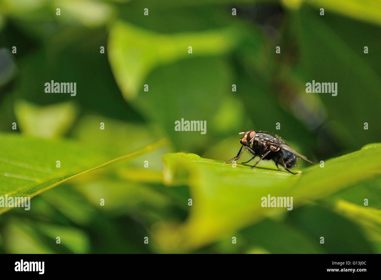 House fly musca domestica leg hi-res stock photography and images - Alamy