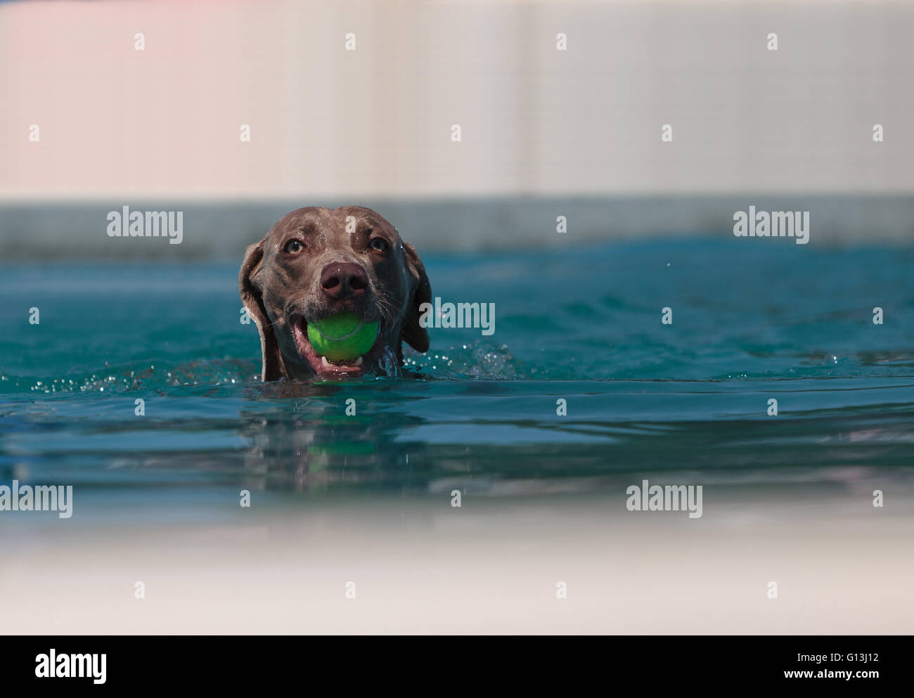 German shorthaired pointer swims with a toy in a pool in summer. Stock Photo
