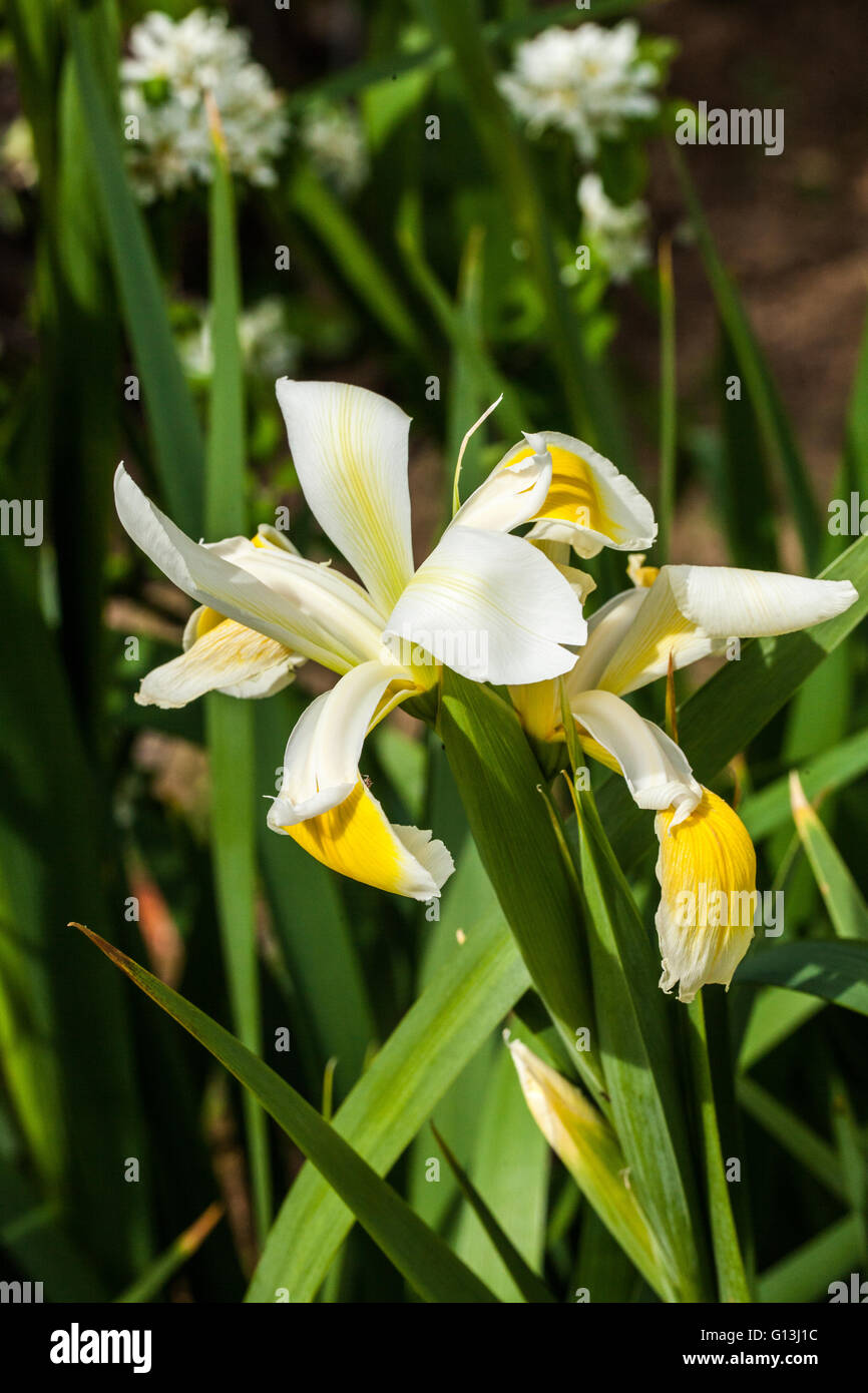 Iris orientalis Stock Photo
