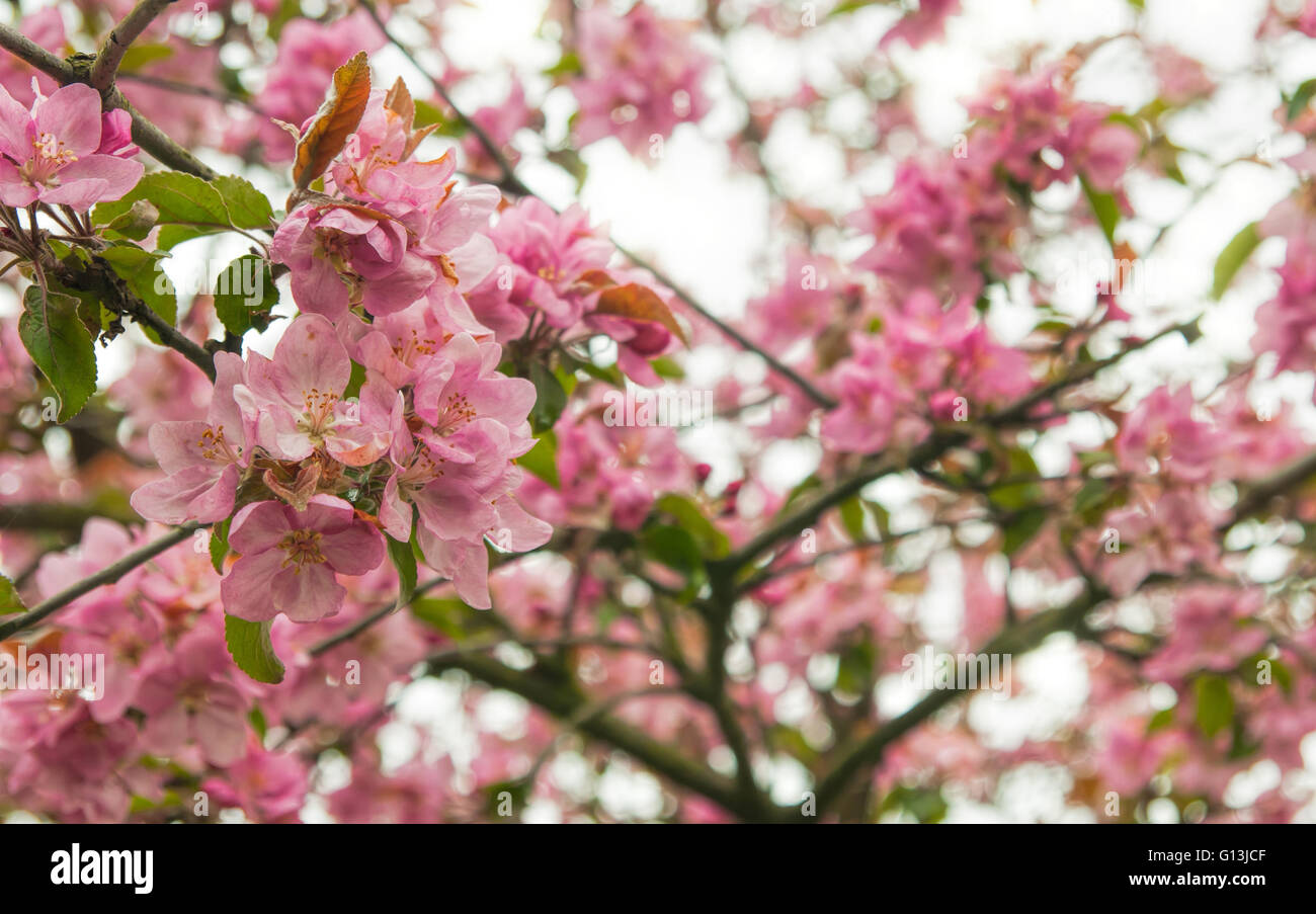 flowers on apple tree in nature Stock Photo Alamy
