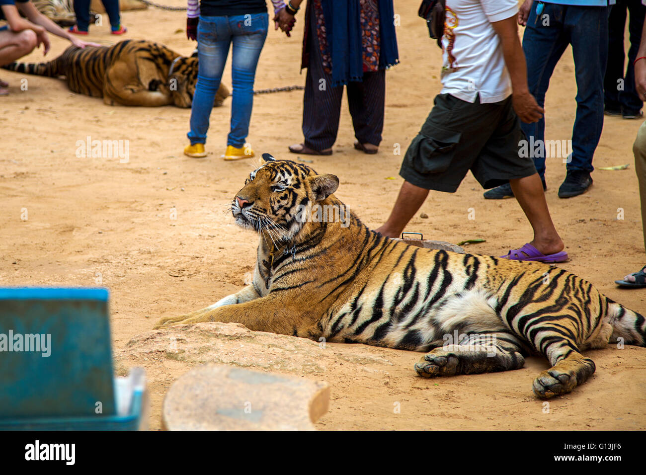 Tiger laying in the Tiger temple in Thailand Stock Photo