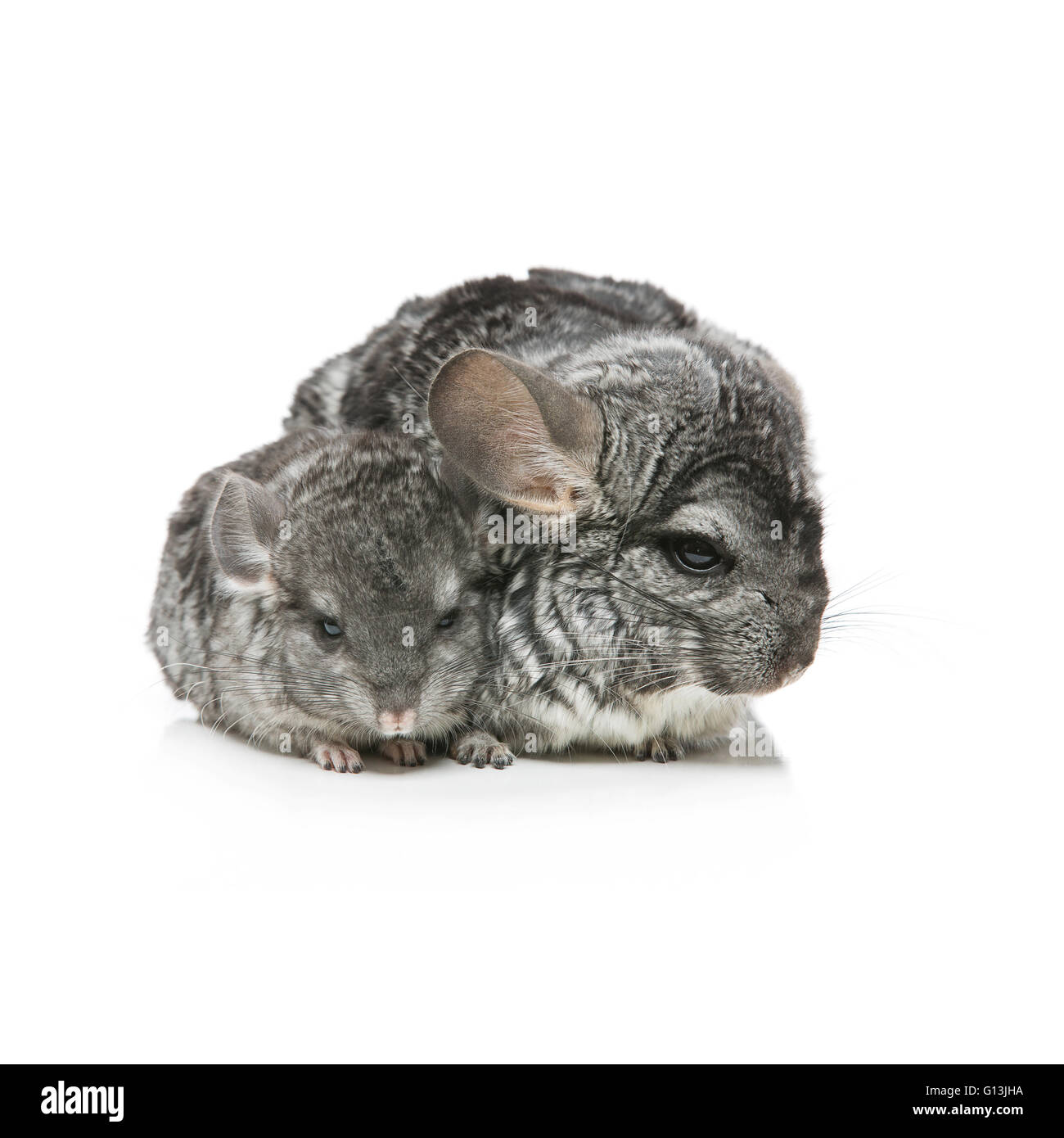 Two chinchillas isolated over white background Stock Photo