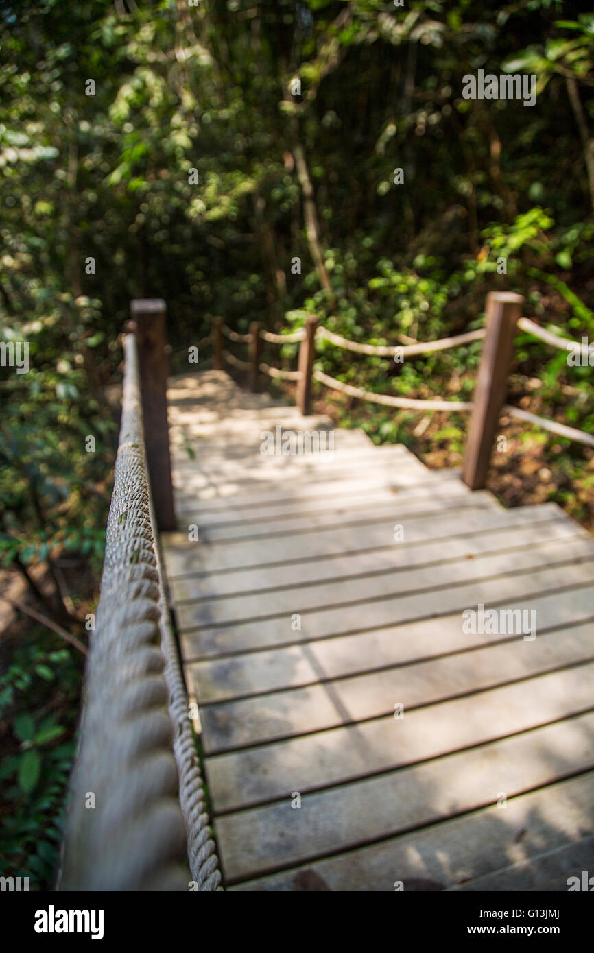 Wooden pathway in the forest in Thailand Stock Photo