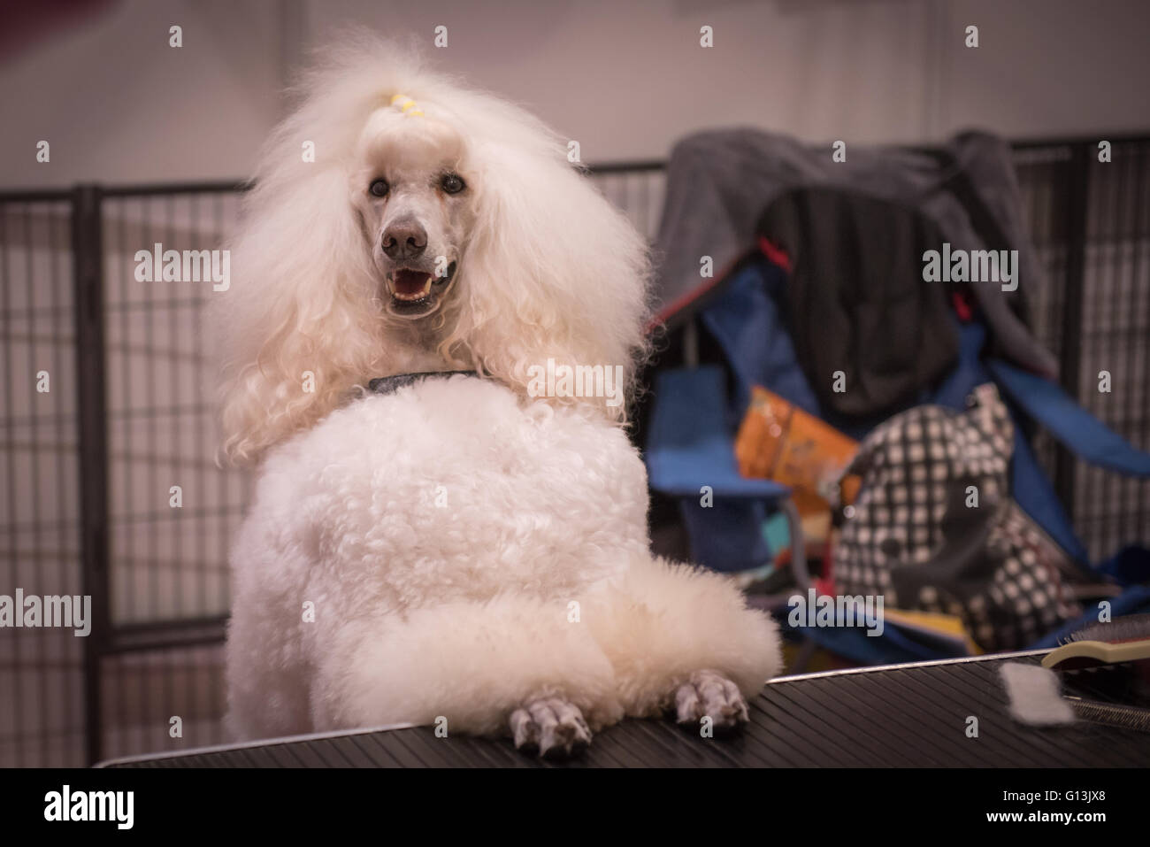 Lady poodle hairstyle hi-res stock photography and images - Alamy