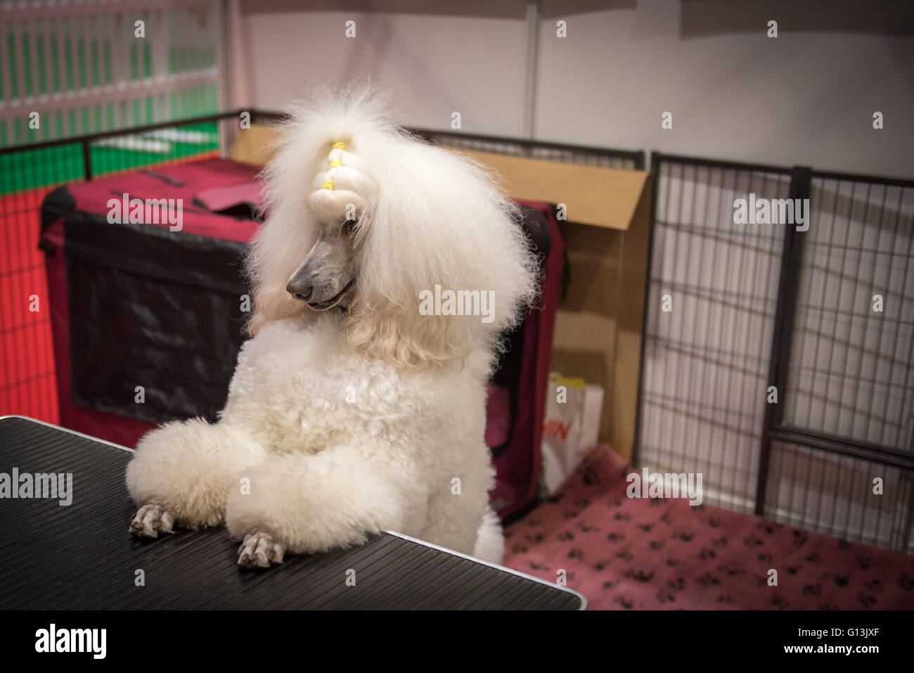 Lady poodle hairstyle hi-res stock photography and images - Alamy