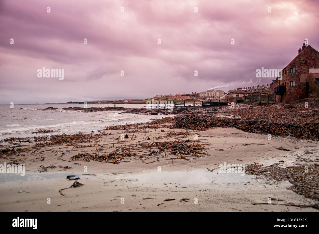 Winter shore line at Dunbar on the East Lothian coast of Scotland showing large amounts of Kelp seaweed Stock Photo