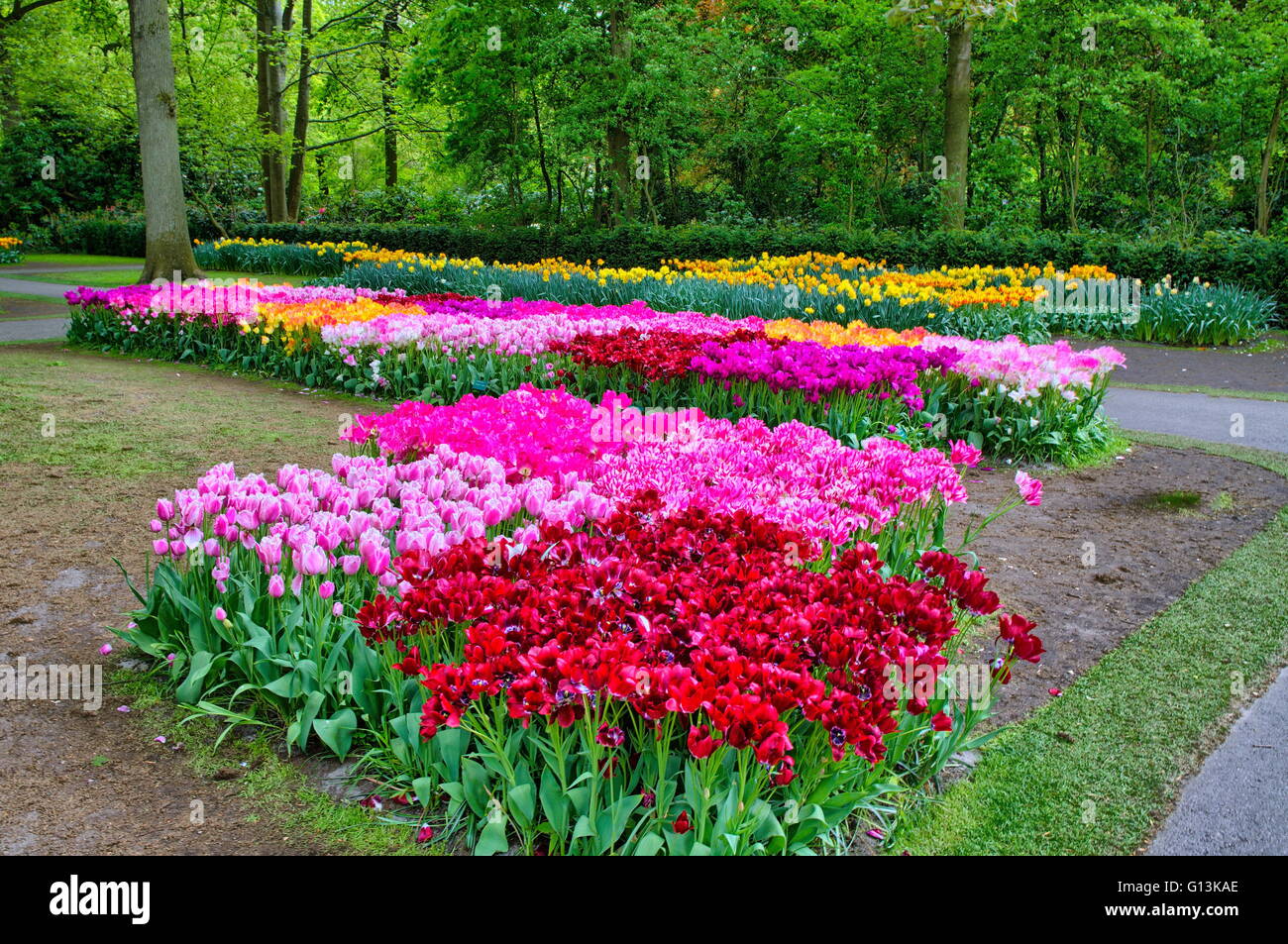 Colorful tulips in Keukenhof Park, Lisse in Holland Stock Photo - Alamy