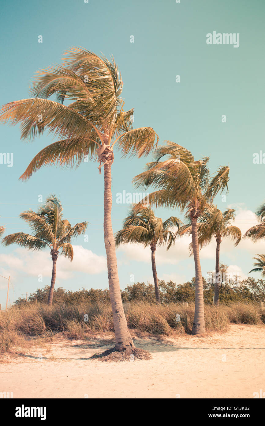 Tropical palm trees on sandy beach with vintage tone Stock Photo