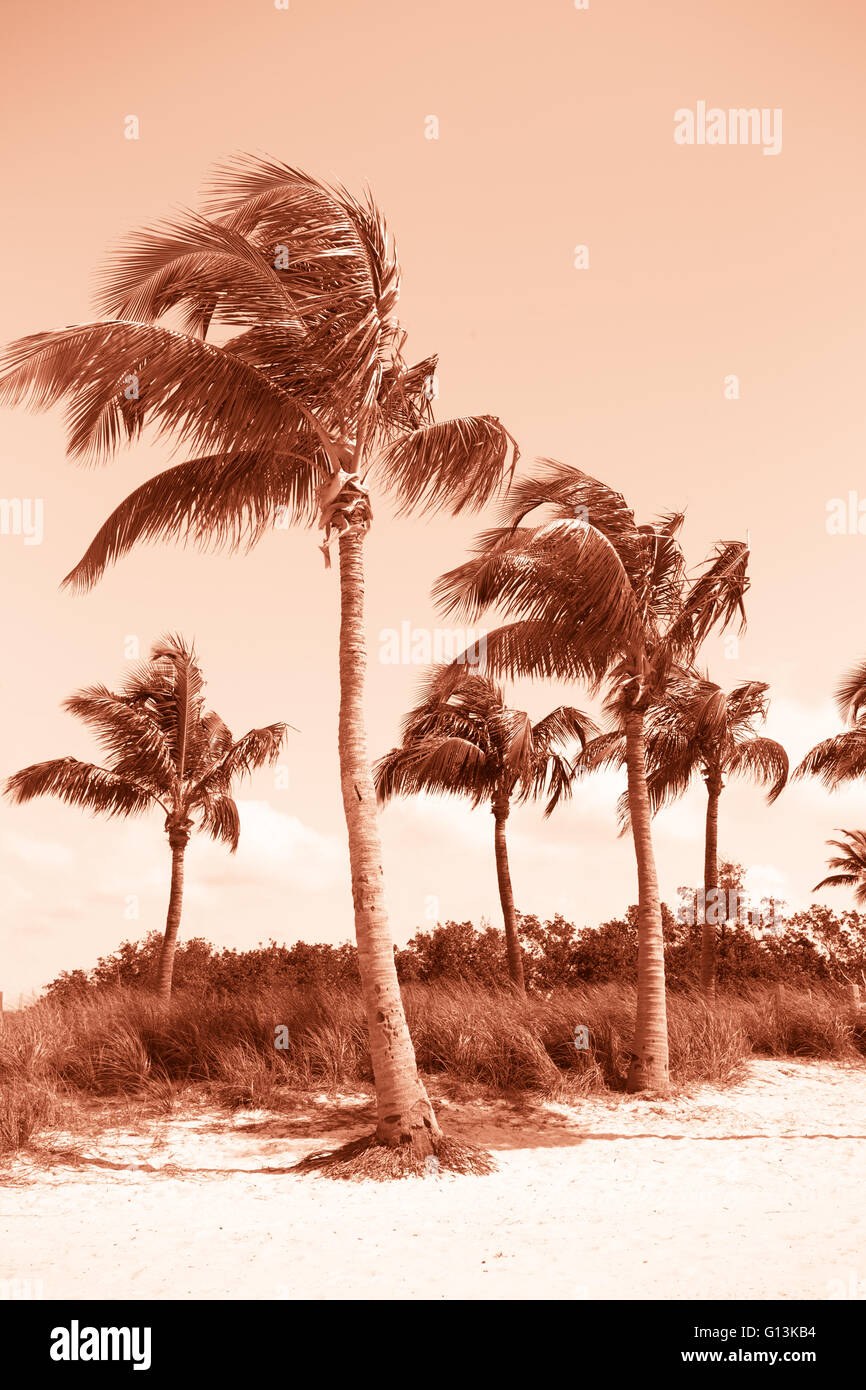 Palm trees on sandy beach hi-res stock photography and images - Alamy