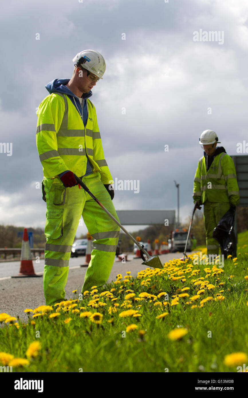 Litter picking by roadside Stock Photo Alamy