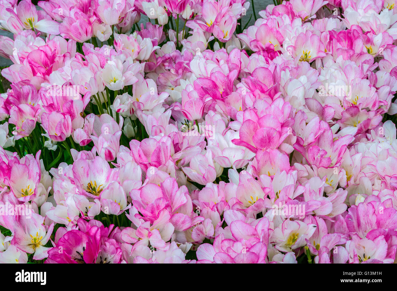 White pink tulips in Keukenhof Park, Lisse in Holland Stock Photo - Alamy