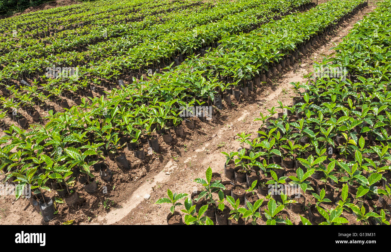 Organic Coffee for sale. Finca Organic Coffee, Ecuador, South America