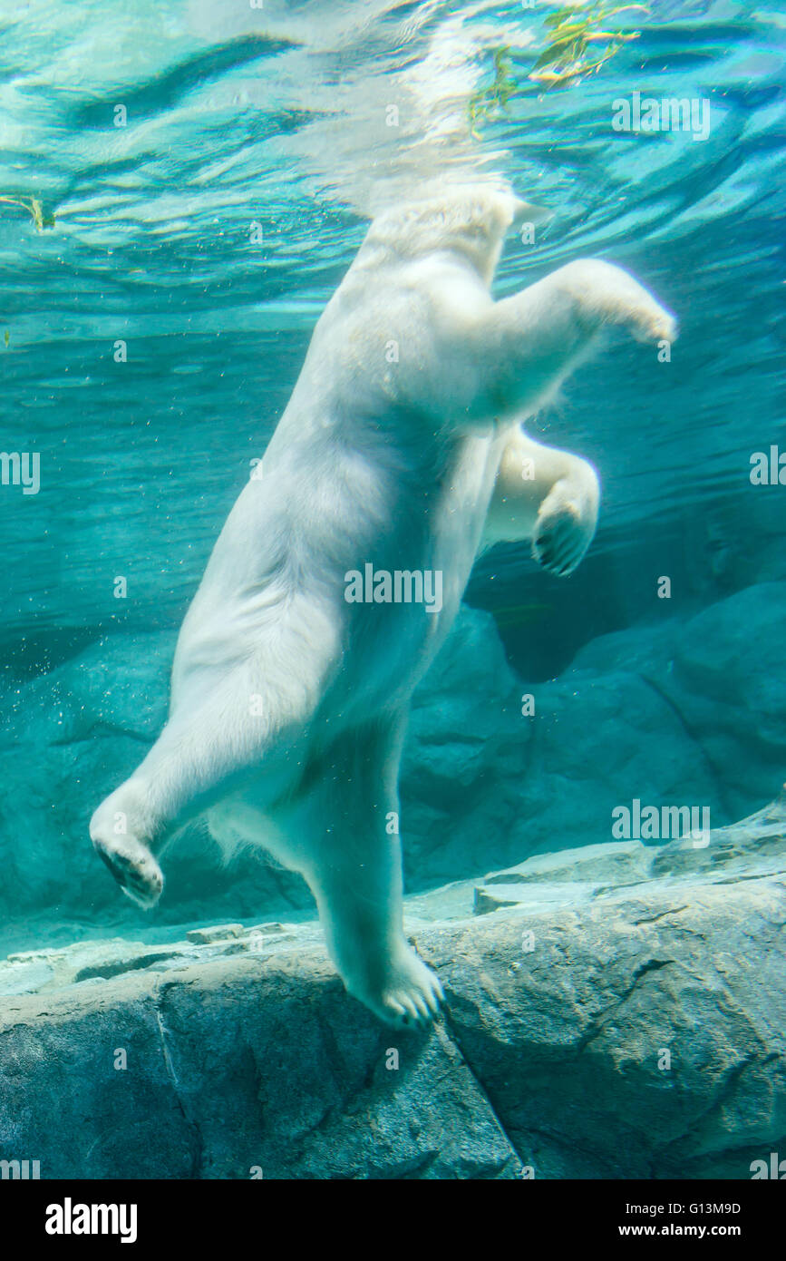 Polar Bear (Also known as Thalarctos Maritimus or Ursus Maritimus) swimming under water. Stock Photo