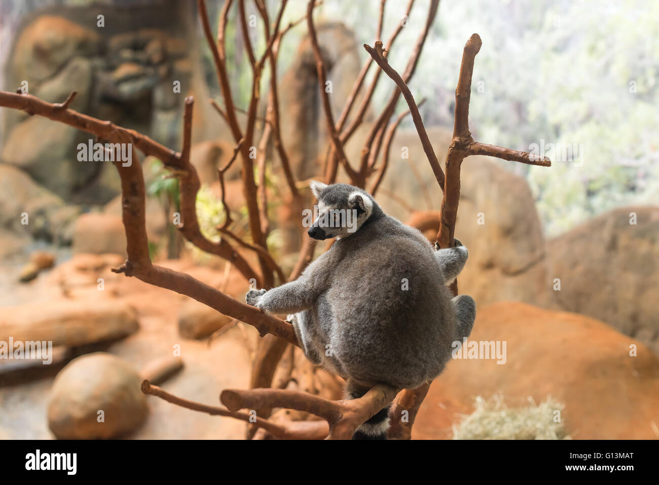 The ring tailed lemur (lemur catta) eating and sitting by a tree. Stock Photo