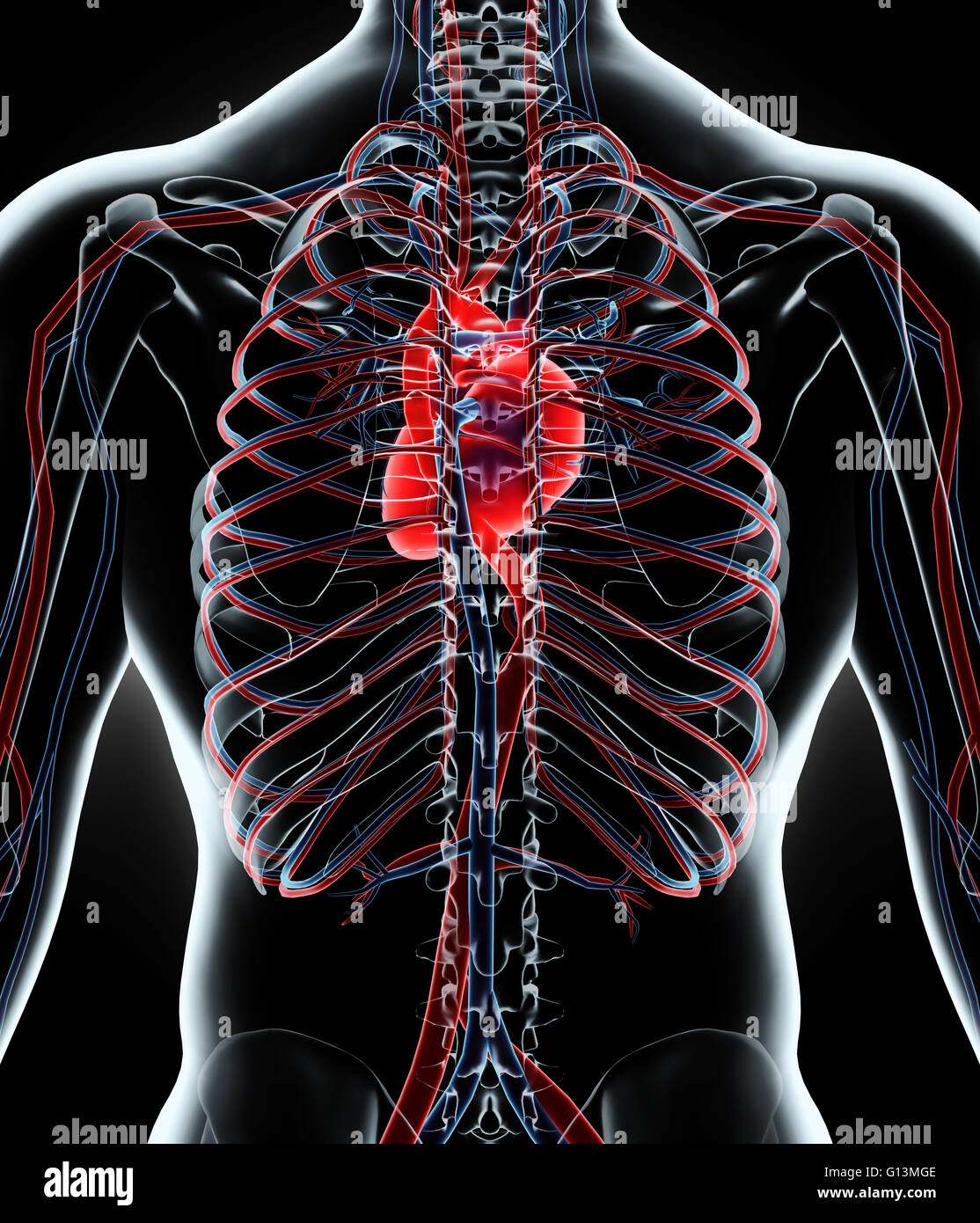 Human Heart With Circulatory System Anatomy For Medical