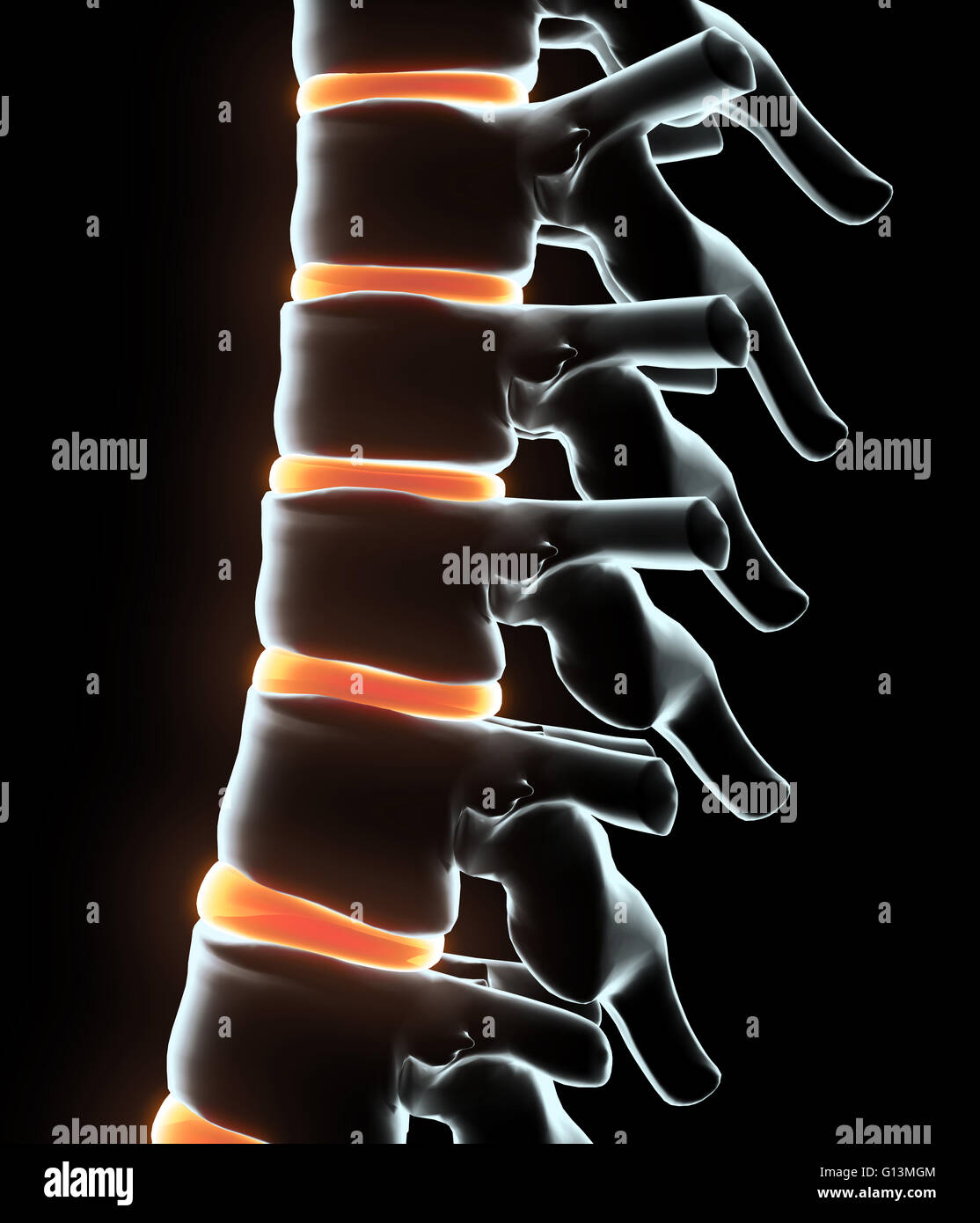 3D illustration of Skeleton system Xray human spine, medical concept