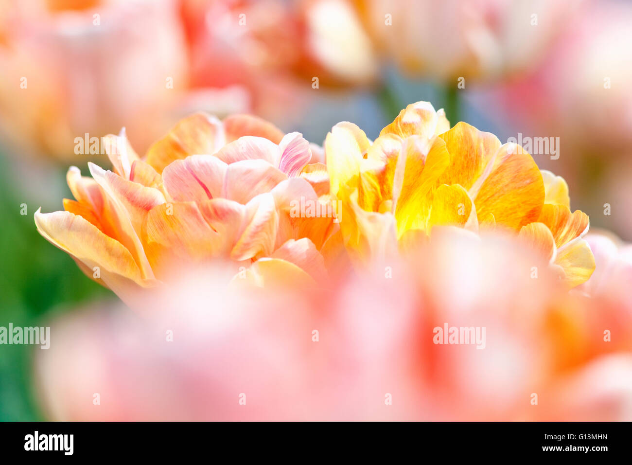 Closeup of Tulip Flower at Blossom in Spring Stock Photo