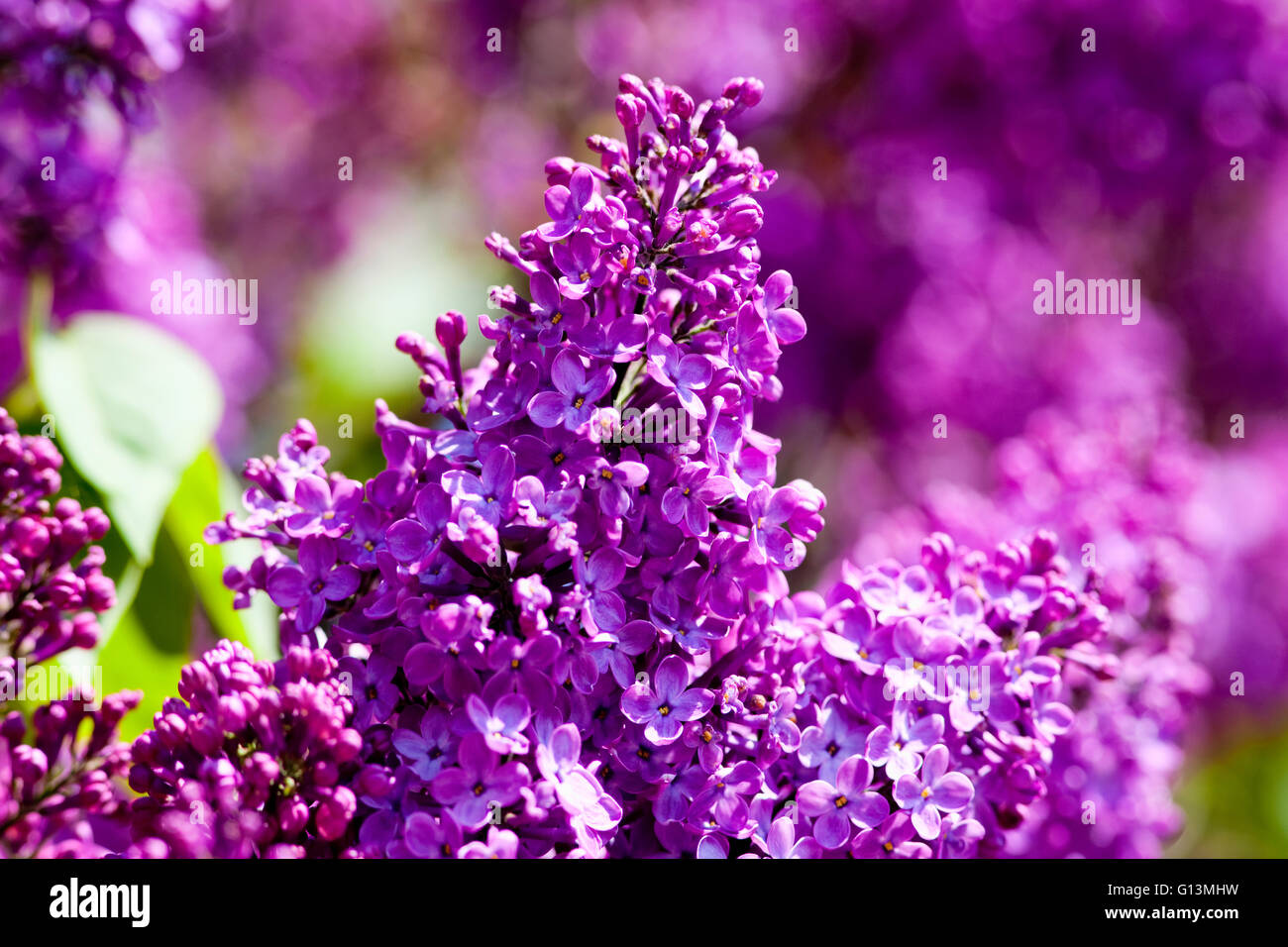 Closeup of Lilac Flower at Blossom in Spring Stock Photo