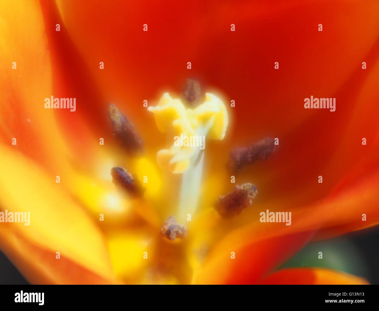 Yellow and red flower with yellow stamen and pollen Stock Photo Alamy